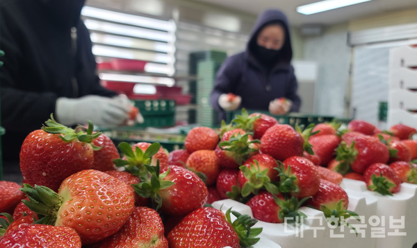 지난달 25일 경북 고령군 봉이땅엔농장에서 딸기 포장이 한창이다. 고령군을 대표하는 특산물인 딸기는 12월부터 4월까지 출하된다.