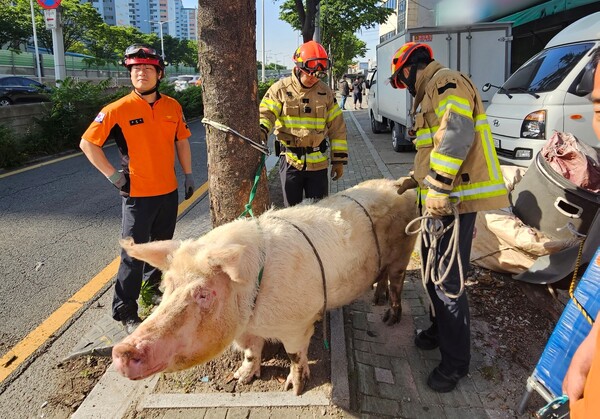 23일 도살장으로 실려가던 돼지가 차량에서 떨어져 도심을 배회하다 출동한 소방 측에 포획돼 있다. 대구소방안전본부 제공