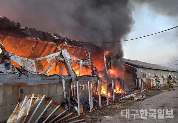 구미 돈사 화재...돼지 800마리 폐사